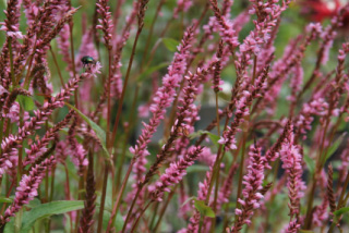 Persicaria amplexicaulis 'Pink Elephant'Duizendknoop bestellen